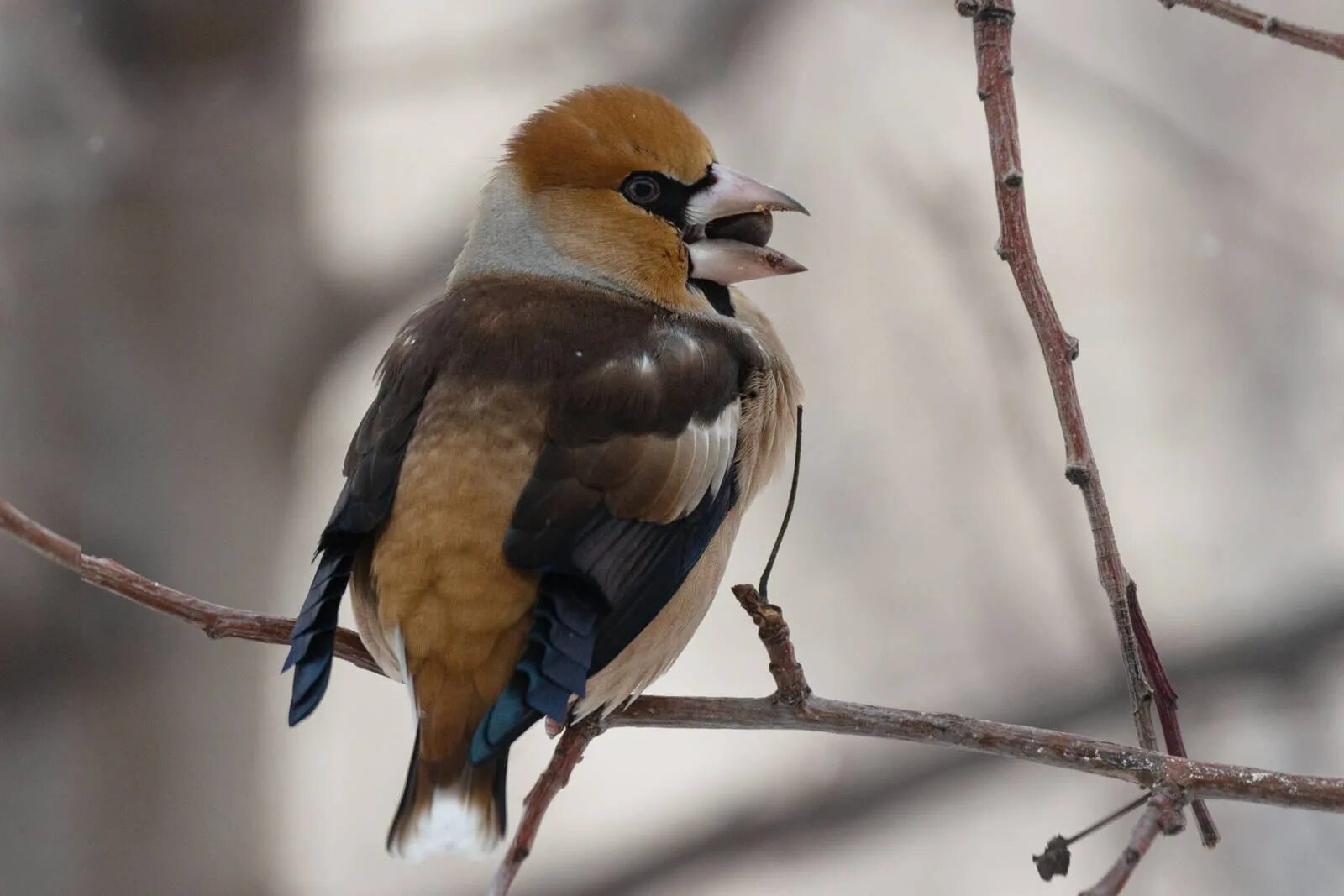 Дубонос обыкновенный птица. Дубонос coccothraustes coccothraustes. Дубонос Сибирский птица. Зимующие птицы Дубонос. Дубонос зимой