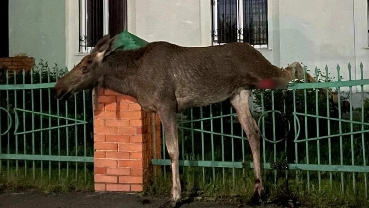 Лось застрял. Лось в городе. Экология Лось. Лосиха застряла в заборе. Лось в Рязани.