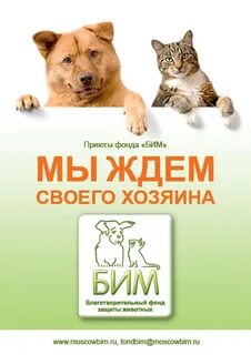 Приют бим