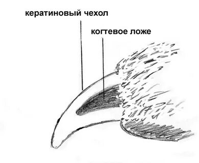Пульпа когтя