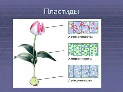 Что такое автотомия в биологии