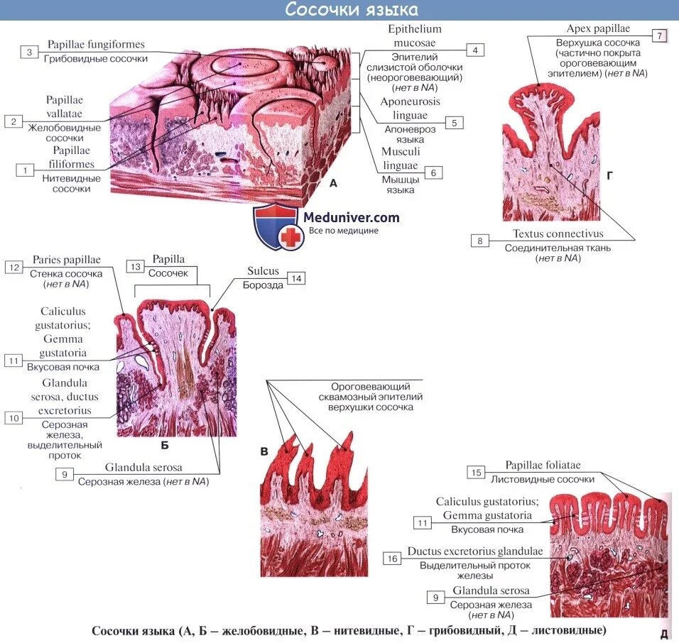 Листовидные сосочки языка вкусовые почки гистология. Грибовидные сосочки языка гистологический препарат. Вкусовая почка гистология. Язык нитевидный сосочек гистология препарат. Слизистые оболочки почек