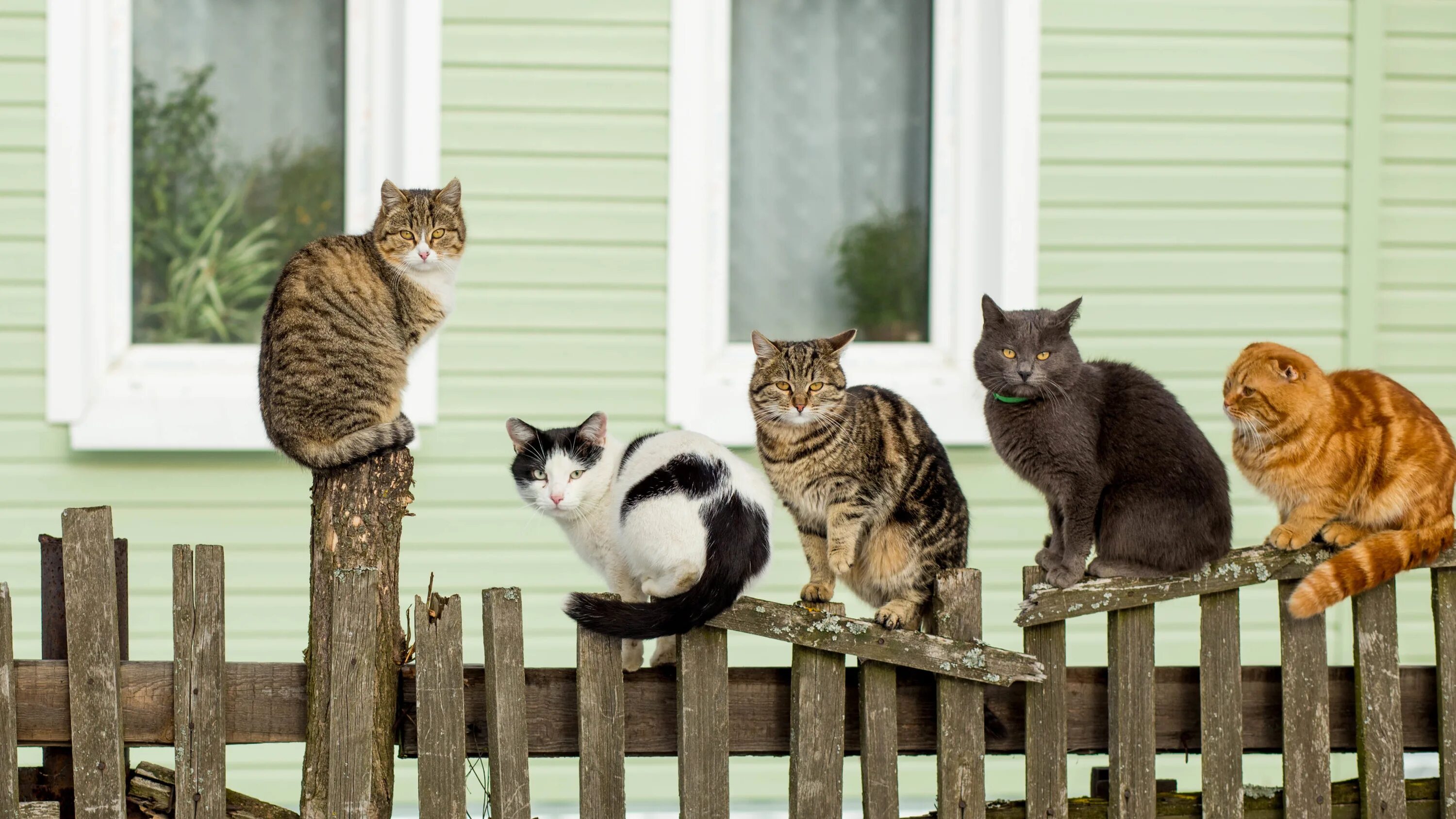 Много соседей живут. Смешные коты картинки. Коты на продажу. Самые лучшие кошки для дома. Защита животных кошки.