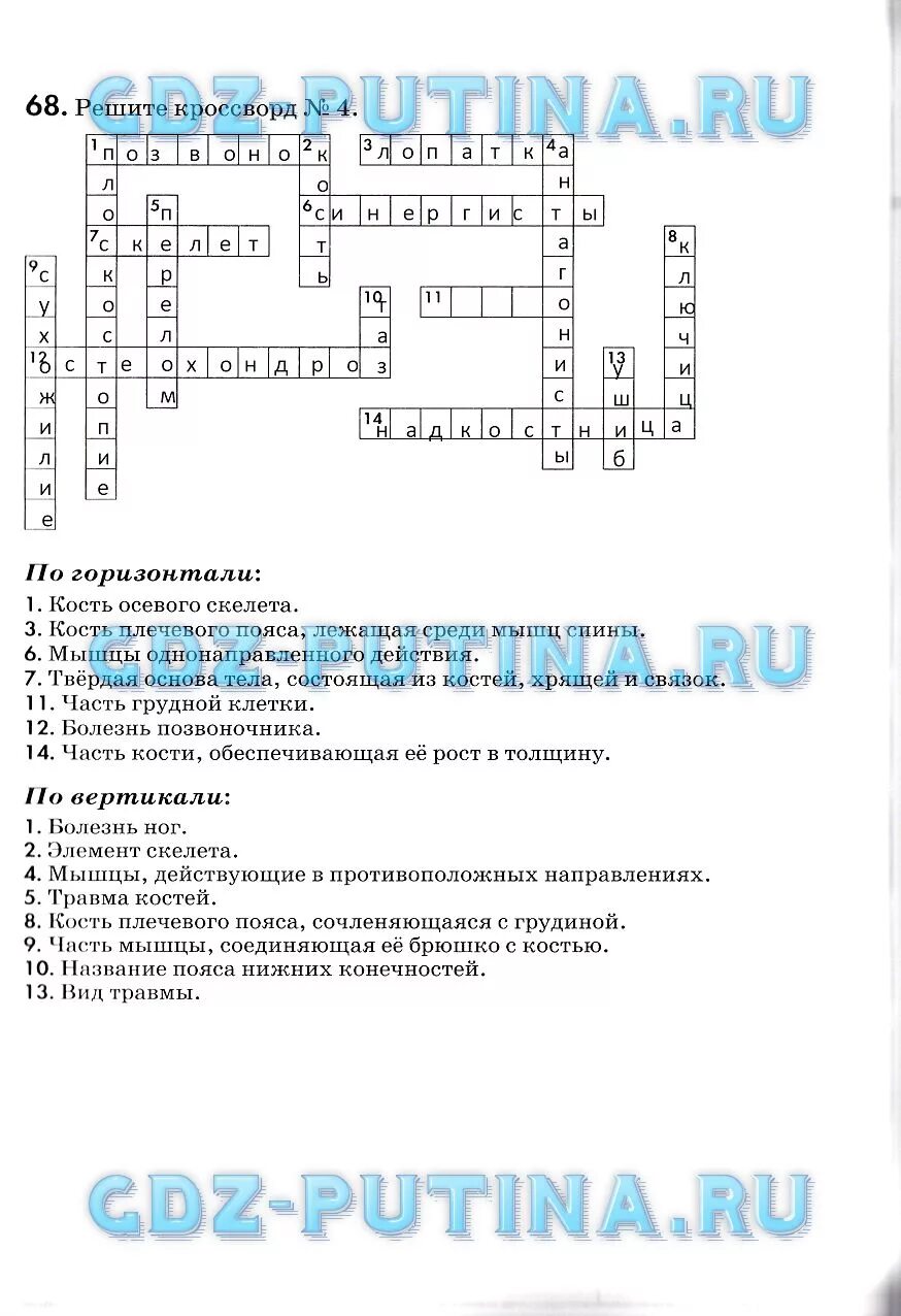 Скелет кроссворда. Кроссворд на тему скелет человека. кроссворд кости скелета. кроссворд по биологии анатомия человека. кроссворд на тему опорно двигательная система.