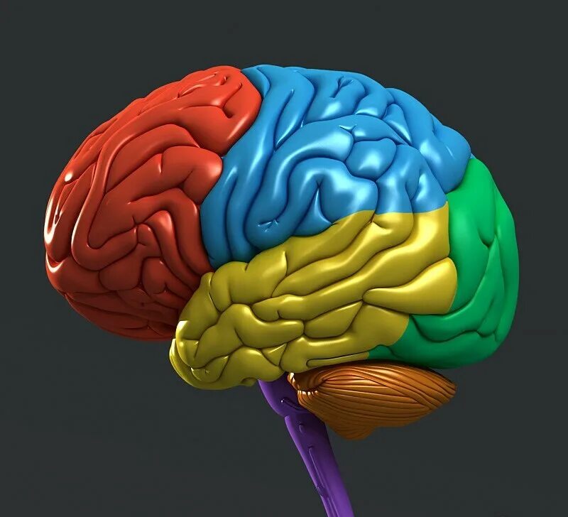 Brain model. Муляж мозга. Макет головного мозга. Маркет человечиского мозго.