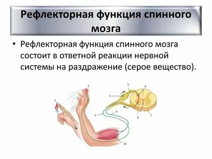 Проводниковая функция характерна для отдела головного мозга