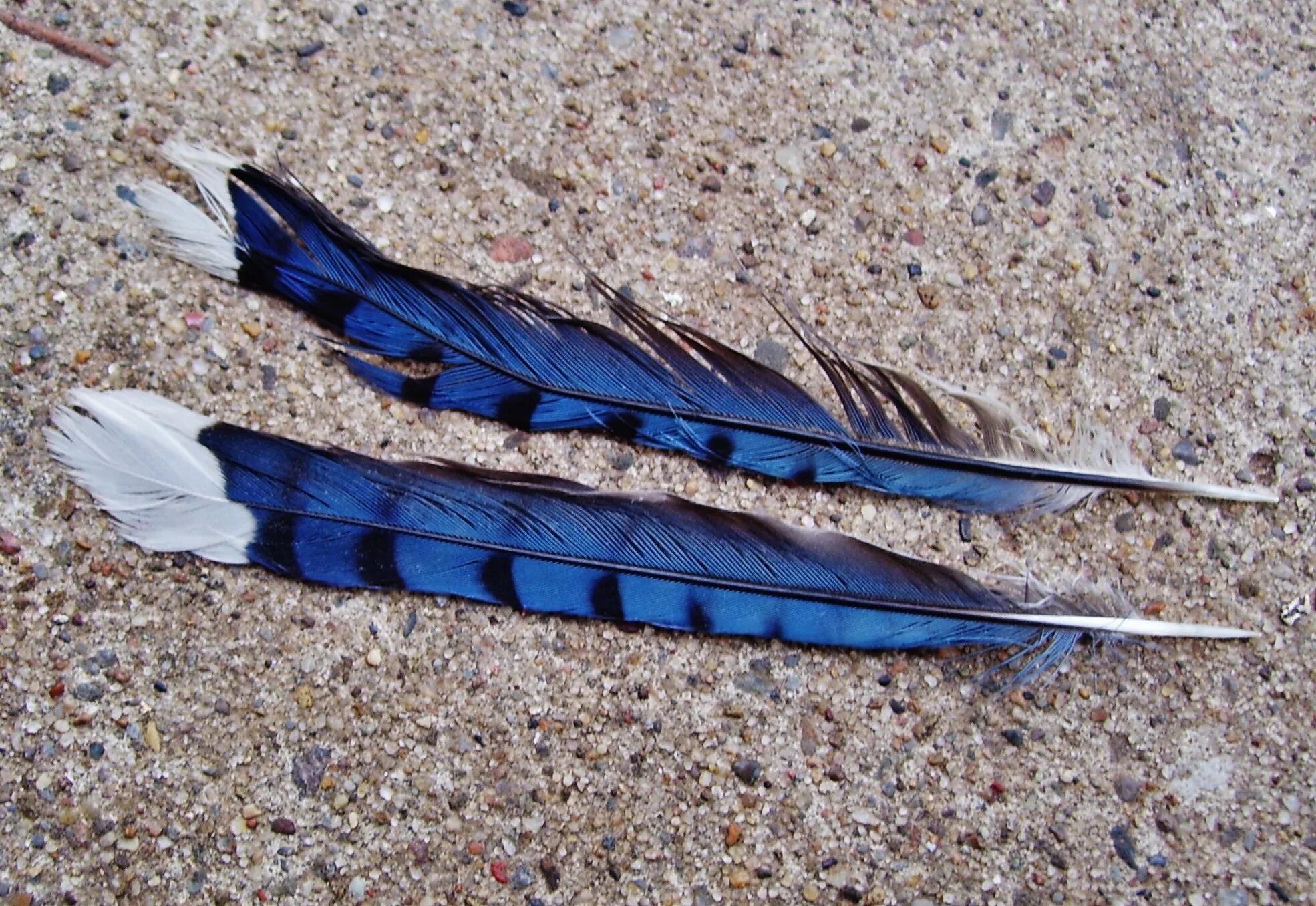 Птица становится на крыло. Перо голубой сойки. Красивые перья птиц. Птичье перо. Красивые птичьи перья.