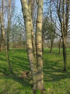 Как выглядит осина весной без листьев
