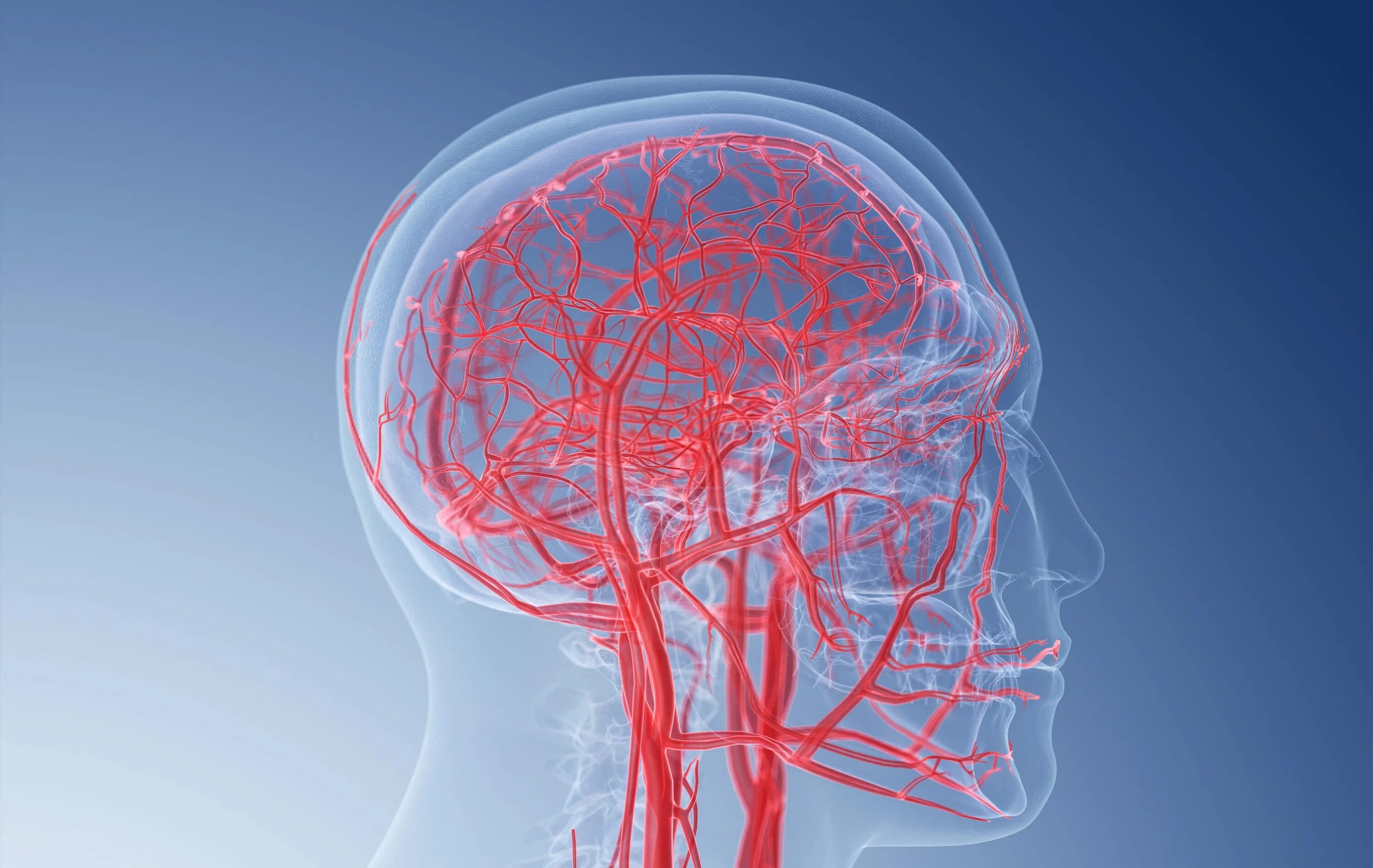 Кровеносная система мозга человека анатомия. Кровеносные сосуды головного мозга. Кровеносные сосуды головы. Кровеносные сосуды шеи и головы.