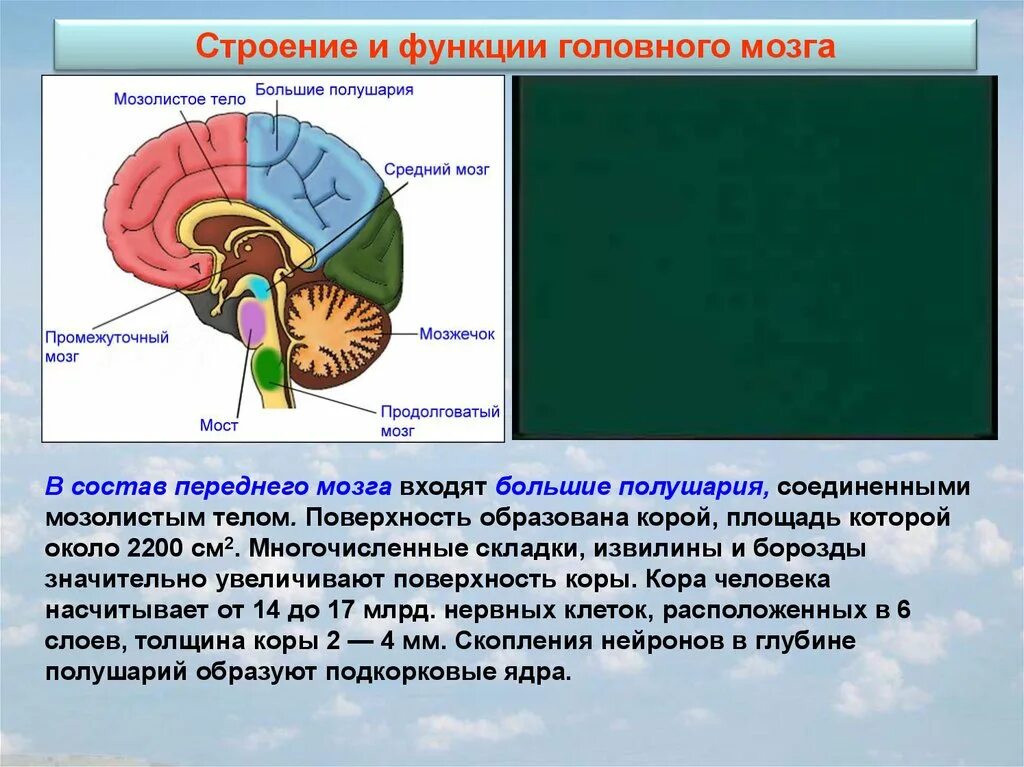 Какая функция мозолистого тела