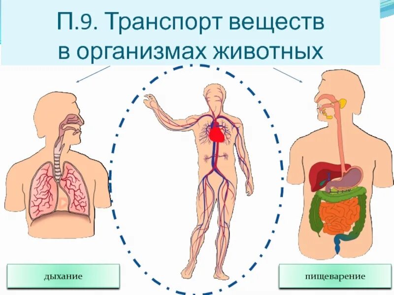 Транспорт веществ в организме. Транспорт питательных веществ в организмах. Органы участвующие в транспорте веществ у животных. Передвижение веществ у человека. Органы передвижения веществ