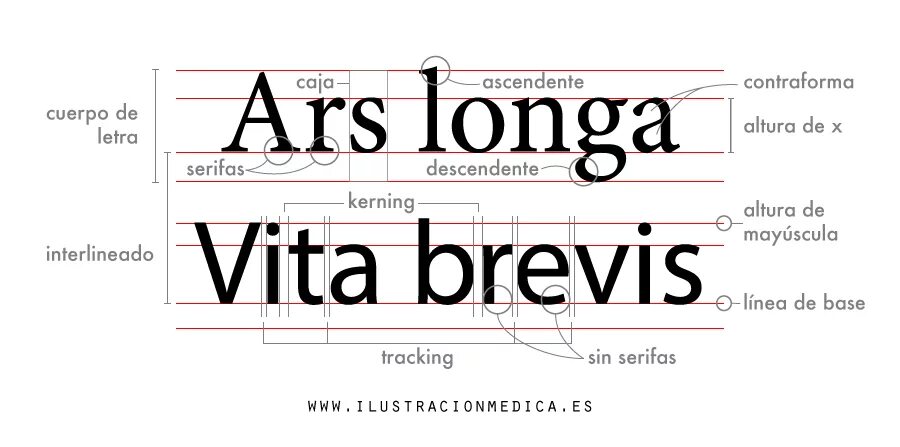 ARS longa Vita Brevis тату. ARS longa Vita Brevis надпись. Vita Brevis, ARS longa. Жизнь коротка, искусство - вечно. ARS longa Vita Brevis каллиграфия. Brevis est