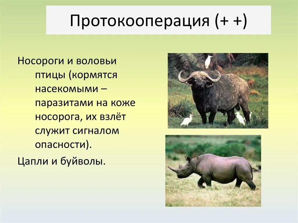 Носорог и воловья птица тип взаимоотношений. Симбиоз носорога и воловьих птиц. копытные и воловьи птицы. протокооперация носорог.