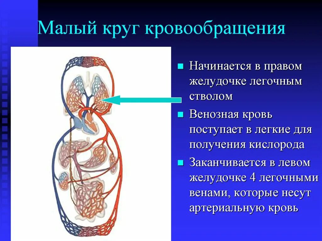 Легочной круг кровообращения заканчивается. Малый круг кровообращения начинается легочным стволом. Малый (легочный) круг кровообращения у человека. Какими сосудами начинается малый круг кровообращения. Этапы малого круга кровообращения у человека.