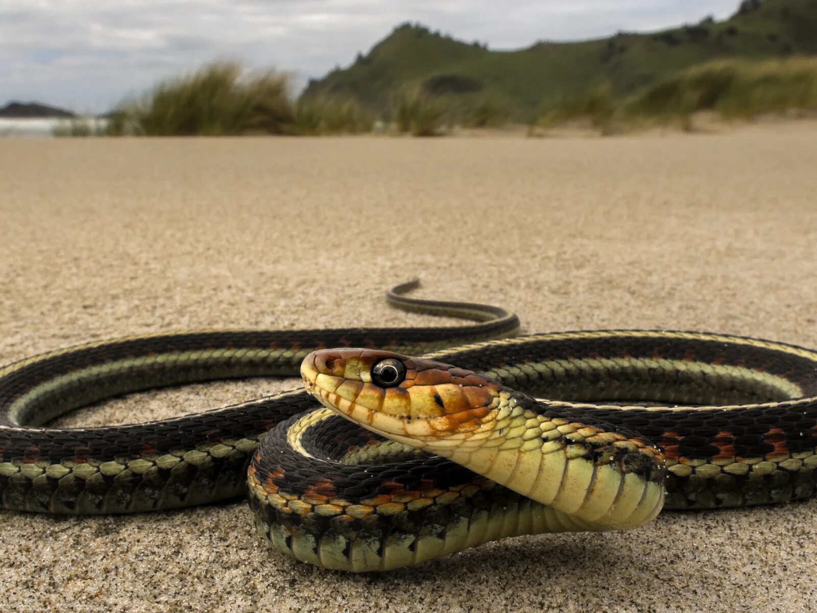 Snake
