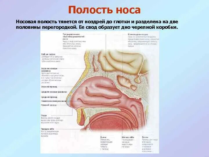 Носовая полость разделена. Что разделяет полости носа. Носовая полость дыхательная система. Полость носа делится на 2 половины.