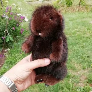 Бобренок серпухов