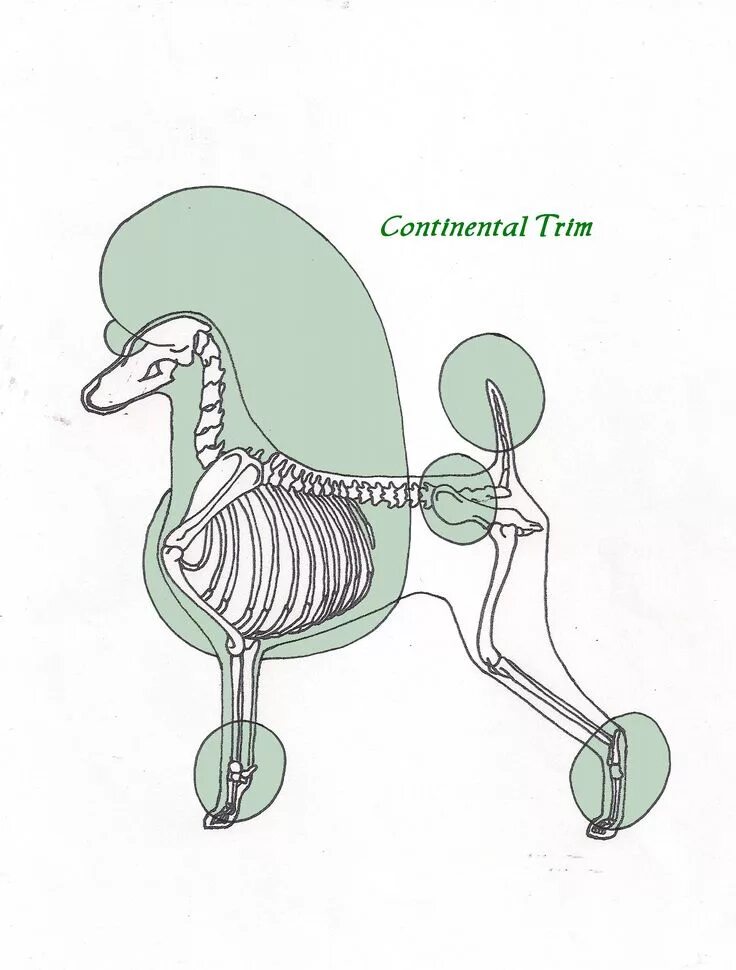 Схема стрижки пуделя Континенталь. Схема стрижки пуделя Скандинавский Лев. Стрижки пуделя Модерн, Континенталь. Стрижка пуделя Лев схема. Схема пуделя