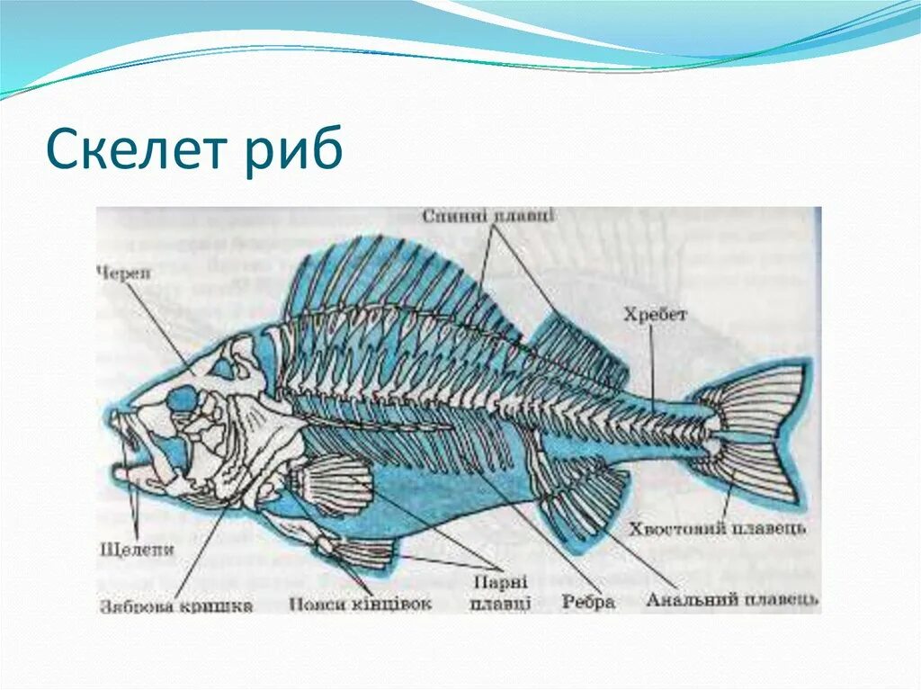 Рыба хвостовой отдел позвоночника. Скелет рыбы строение. Скелет костной рыбы рис 113. Внутреннее строение костной рыбы скелет. Строение скелета костных рыб.