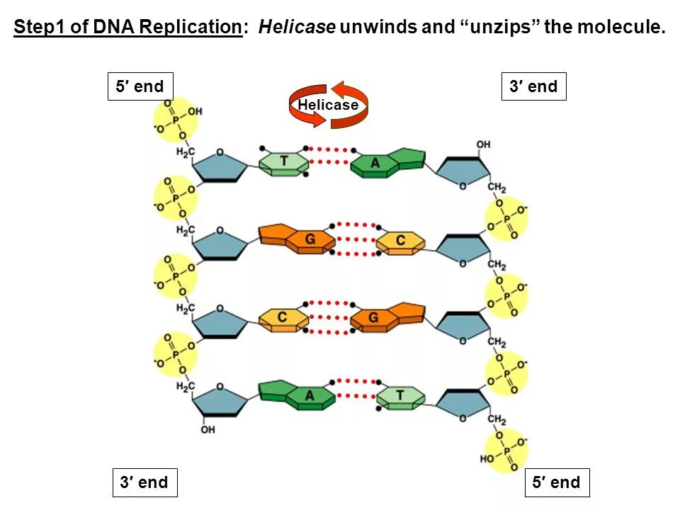 Днк штрих концы. DNA structure 5 and 3. 5' 3' DNA. Омега DNA. Направление 3-5 ДНК.