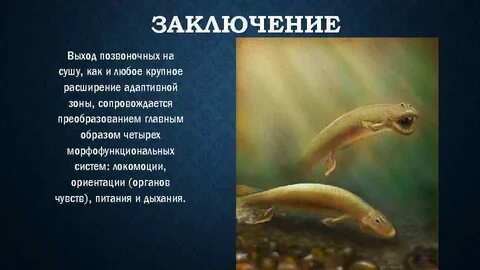 Выход животных на сушу произошел в