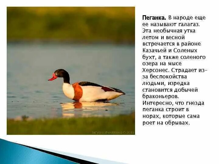 Занесена ли утка в красную книгу. Пеганка утка красная книга. хохлатая пеганка птица. утка пеганка описание. пеганка птица красная книга.