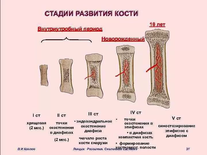 Трубчатая кость строение метафиз. Этапы развития кости. Стадии образования кости. Трубчатая кость взрослого и ребенка схема. Пятка состав