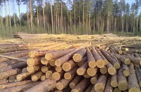 Сколько круглого леса