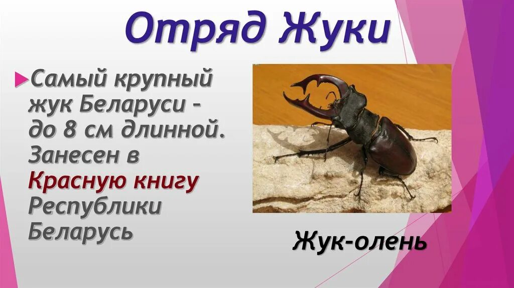 жук олень носорог рогач. жук бронзовка гладкая доклад. занесен ли в красную книгу жук. жук-олень красная книга. жук бронзовка гладкая описание.