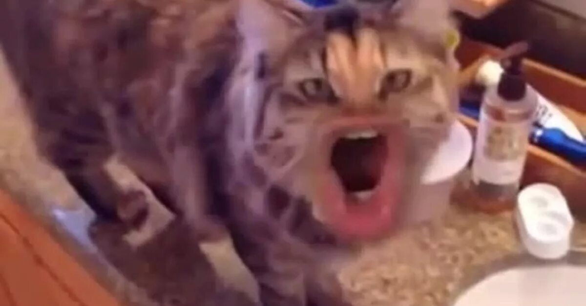 Кот блюет видео. Кот рыгает. кота тошнит. кота тошнит гиф.