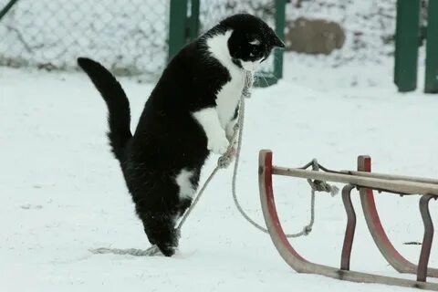 Сама повезешь
