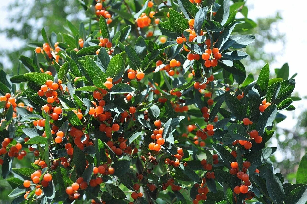 Кустарники с плодами. Ацерола кустарник. вечнозелёные южные кустарники. южное вечнозеленое дерево. южный кустарник с красными ягодами.