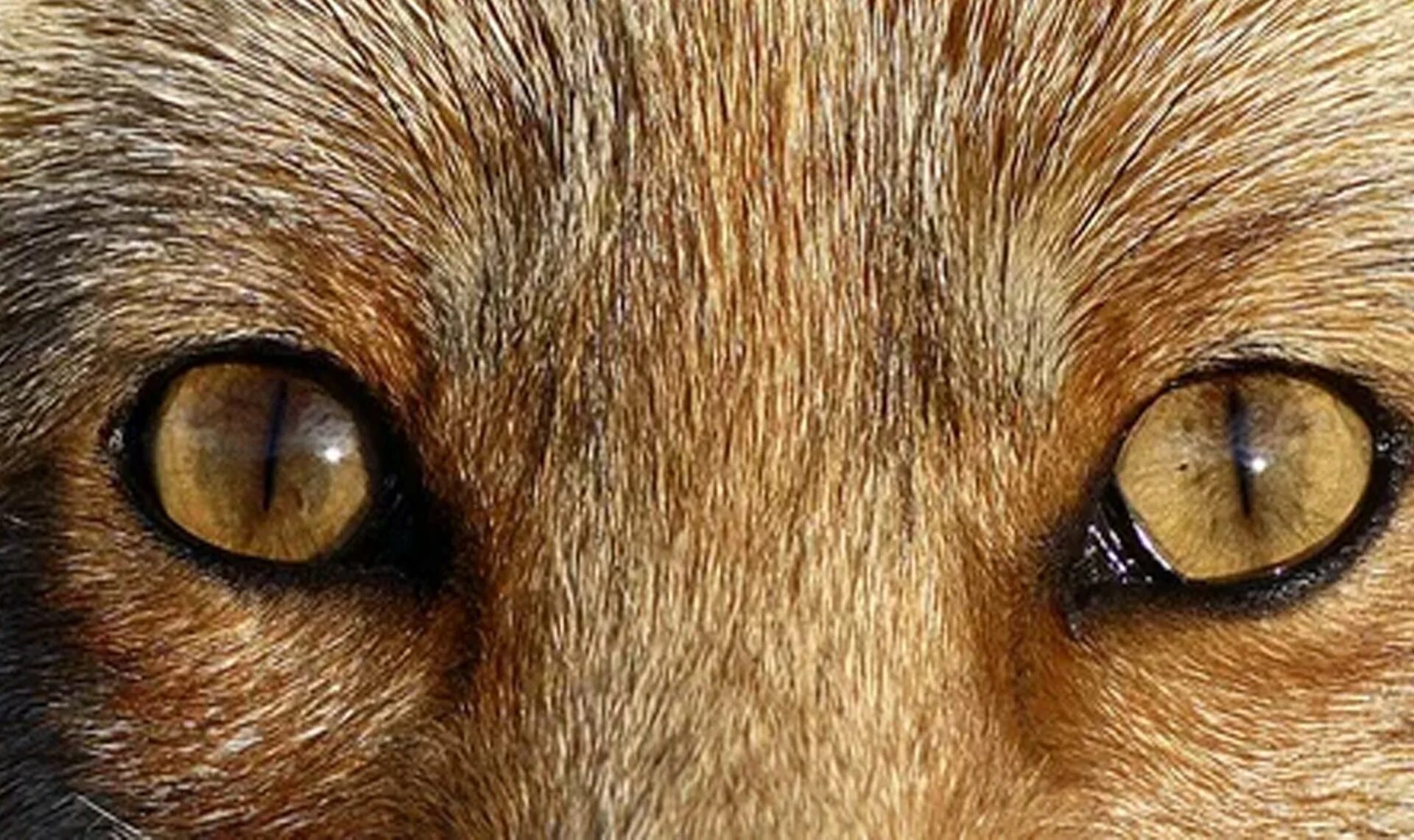 Зрачок лисы. Зрачок Льва. Глаза животных. Глаза лисицы.