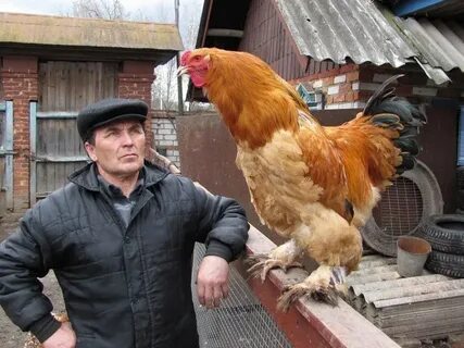 Хозяин петуха