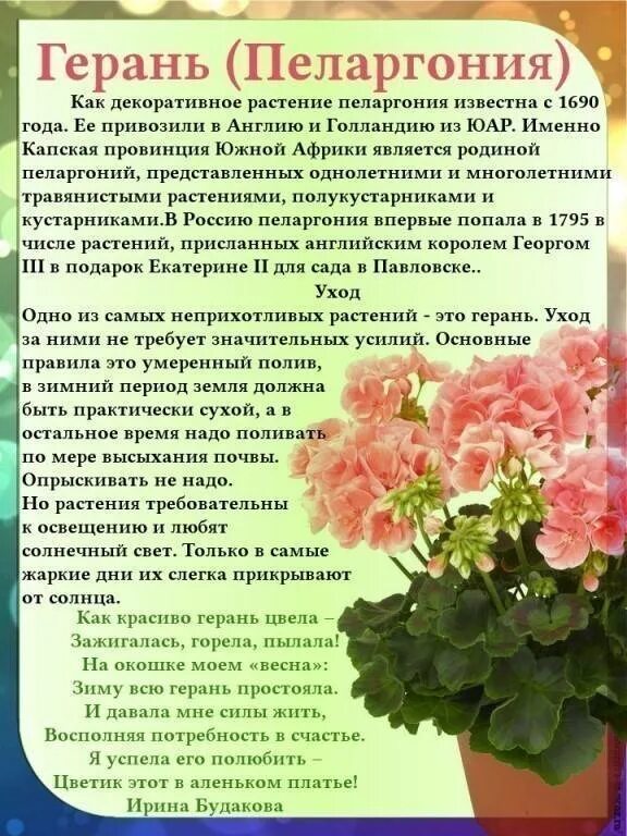 Герань уход в домашних условиях подкормка. Герань комнатное растение. Паспортизация комнатных растений герань.