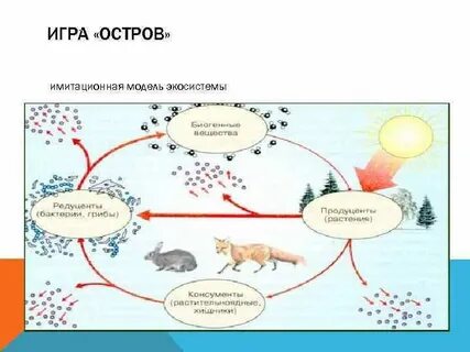 Разработал модель экосистемы проводил