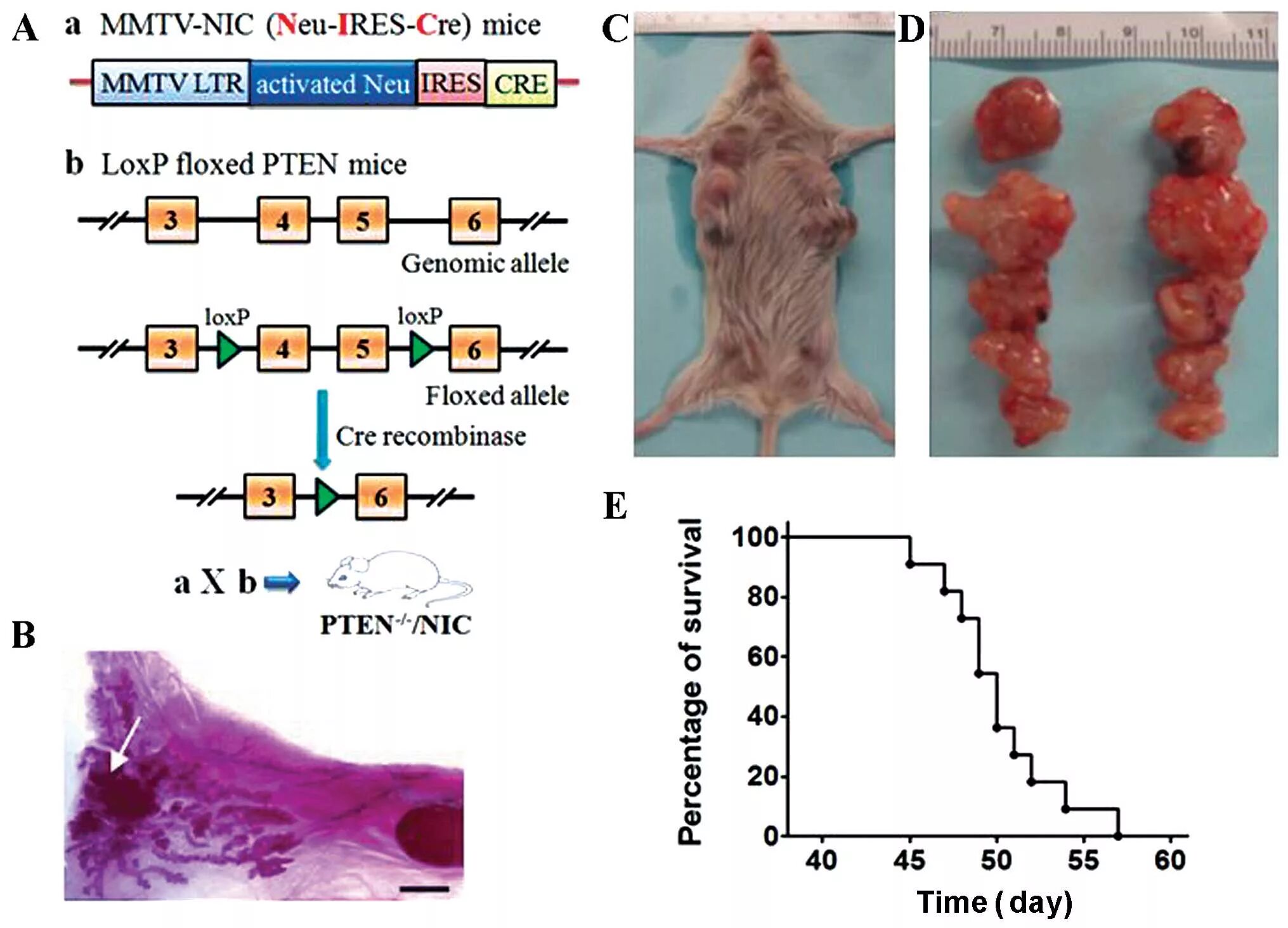 Mice cells