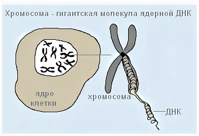 Хромосомы в ядре. Хромосомы в ядре клетки. Хромосомы находятся в ядрышке. Местоположение хромосом