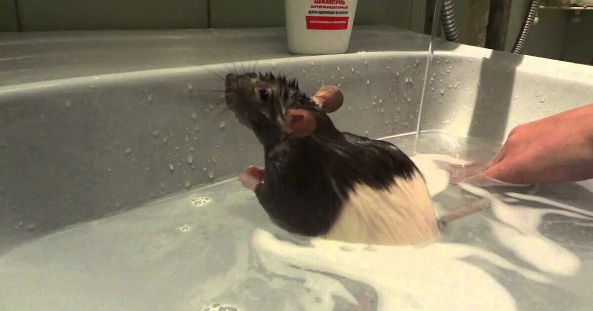 Купание крыс Дамбо. Мышь купается.