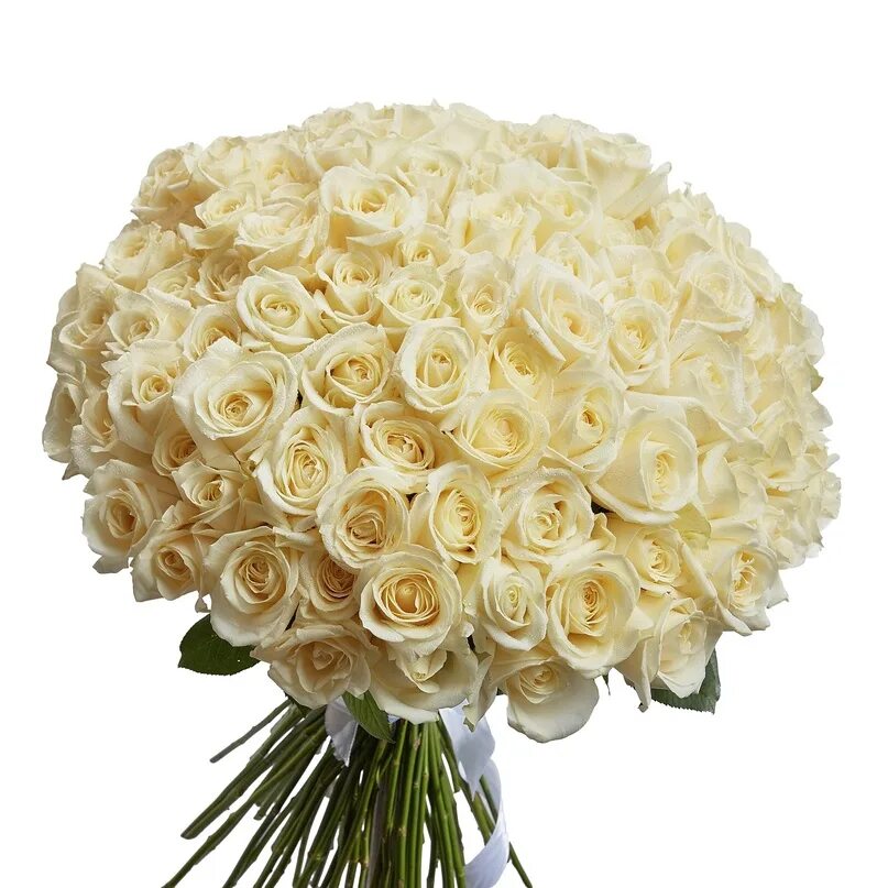 Розы "аваланш". Огромный букет белых роз. Шикарный белый букет. Букет белых роз 25 шт. Красивый букет белых роз.