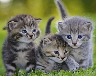 Жас жалаңаш гимнасттардың видеосы орыс тілінде