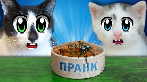 Смешные коты а ну ка давай