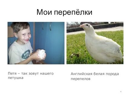 Поют перепела любовь переплыла