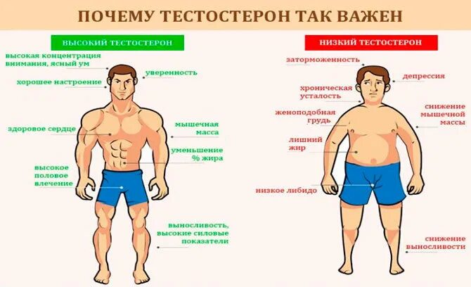 Какие продукты повышают уровень тестостерона. Продукты повышающие тестостерон. еда повышающая тестостерон у мужчин. продукты повышающие тестостерон у мужчин. еда улучшающая тестостерон.