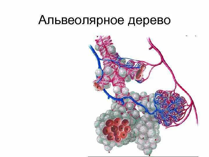 Рисунок альвеолы легких