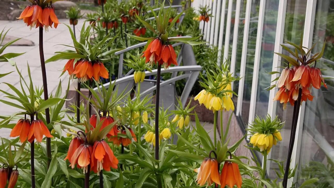 Рябчик императорский (фритиллярия). Королевский рябчик цветок. Королевский рябчик. Цветок рябчик императорский. Как посадить цветок рябчик.