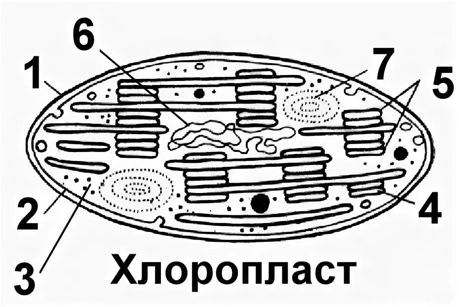 На рисунке изображена пластида. На рисунке изображена пластида. Строение хлоропласта рисунок. Строение лейкопластов в клетке. Пластиды растительной клетки строение и функции.
