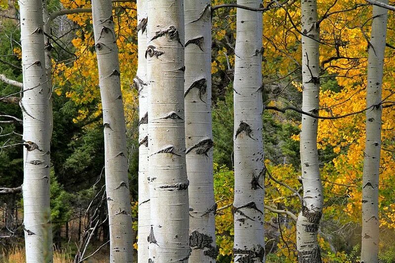 Тополь трепещущий. Осина (populus tremula). осина сибирская. осина обыкновенная (populus tremula). тополь дрожащий (осина) – populus tremula.