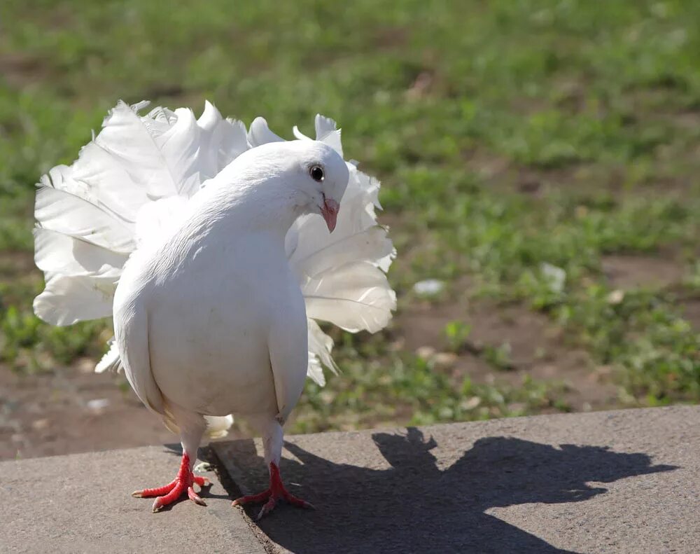белый голубь. лебедей белых голубей. открытка "голубь". ангел белый. свадебные голуби на прозрачном фоне.
