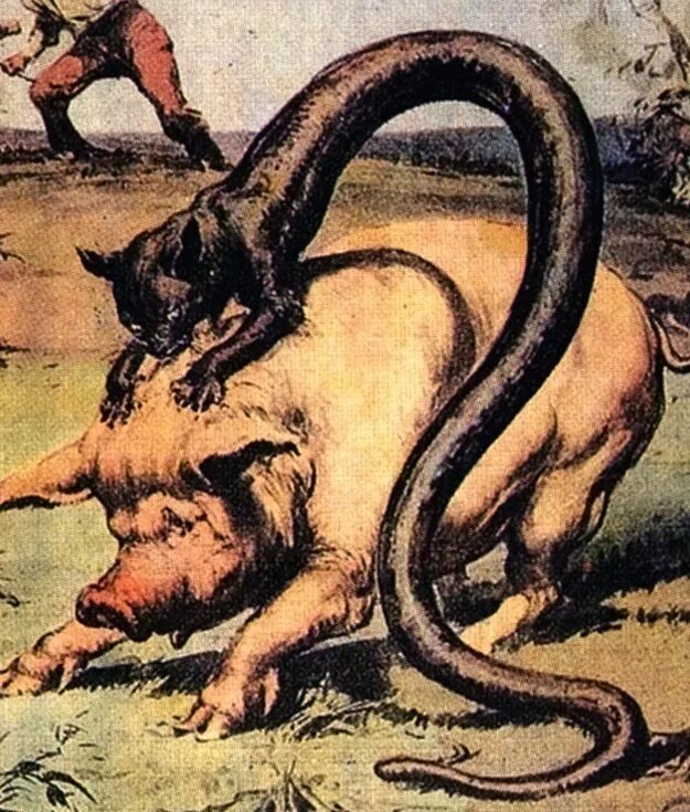 свинья змея и голубь